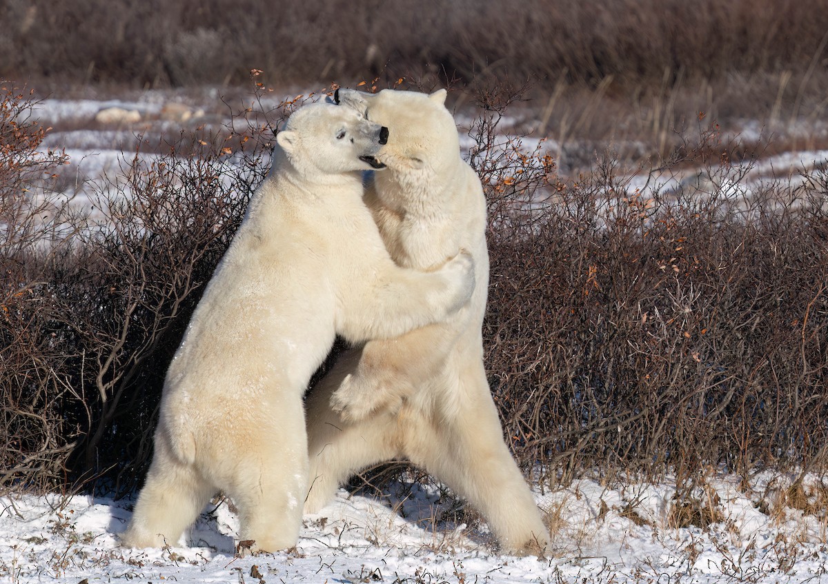 Polar Bear - ML644973814