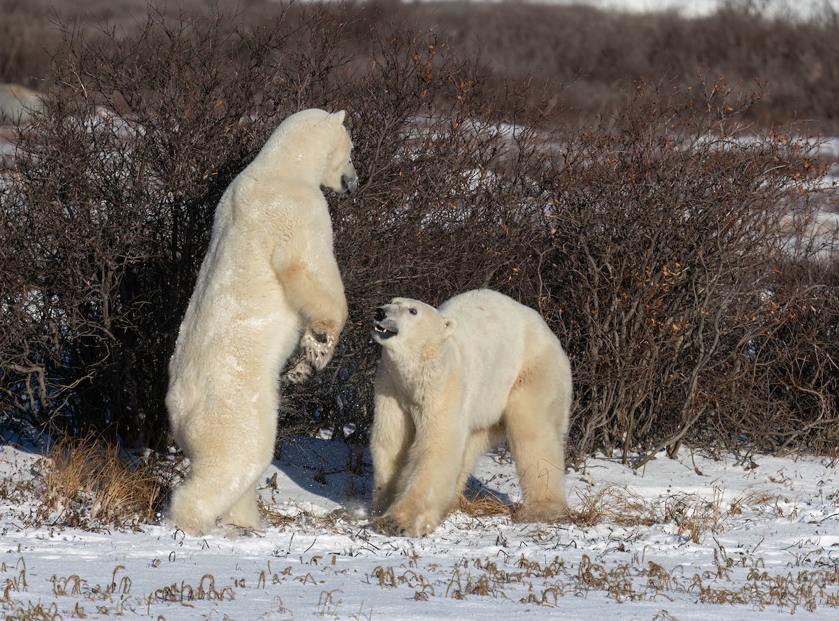 Polar Bear - ML644973815