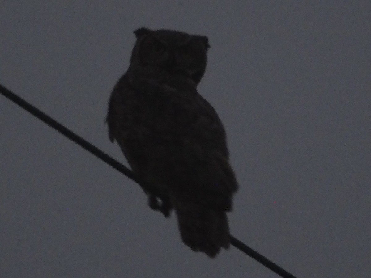 výr virginský - ML644973825