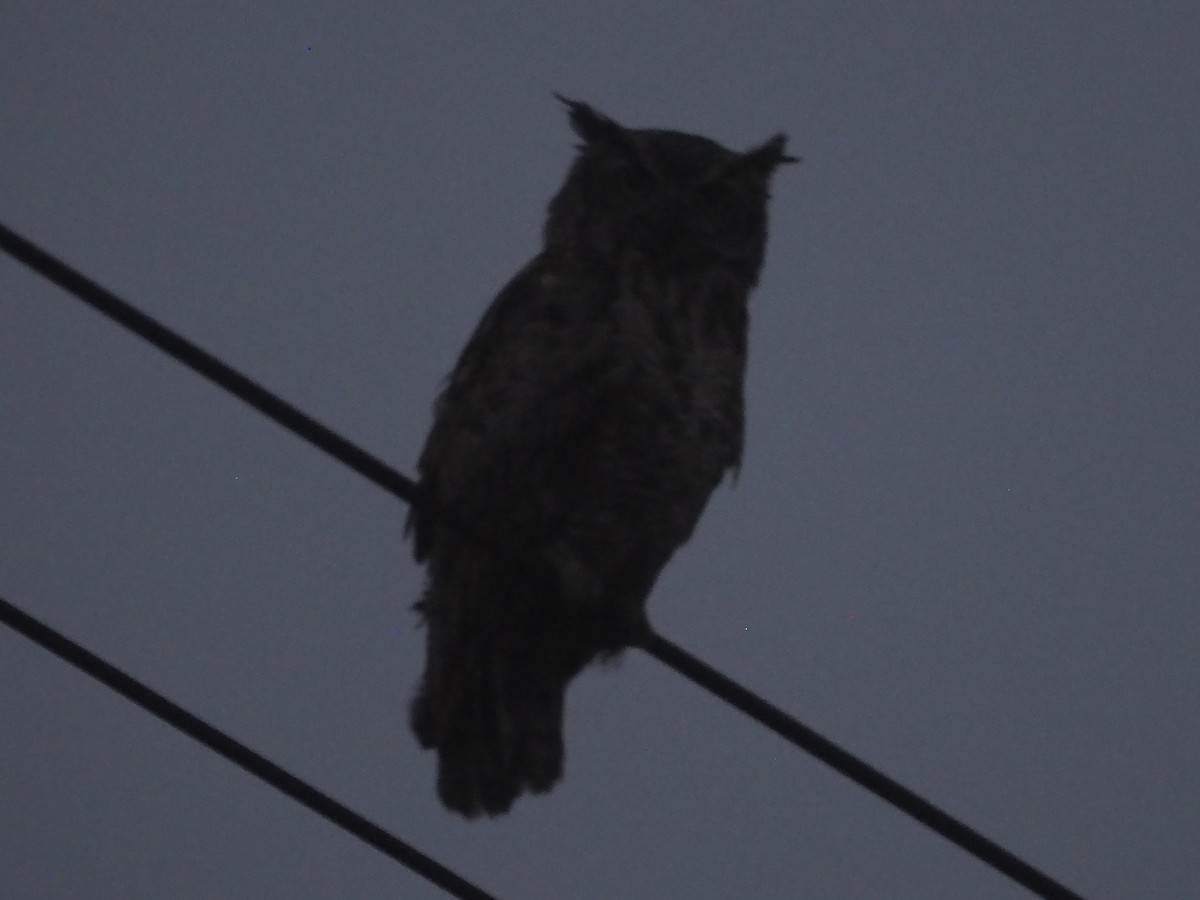 výr virginský - ML644973826