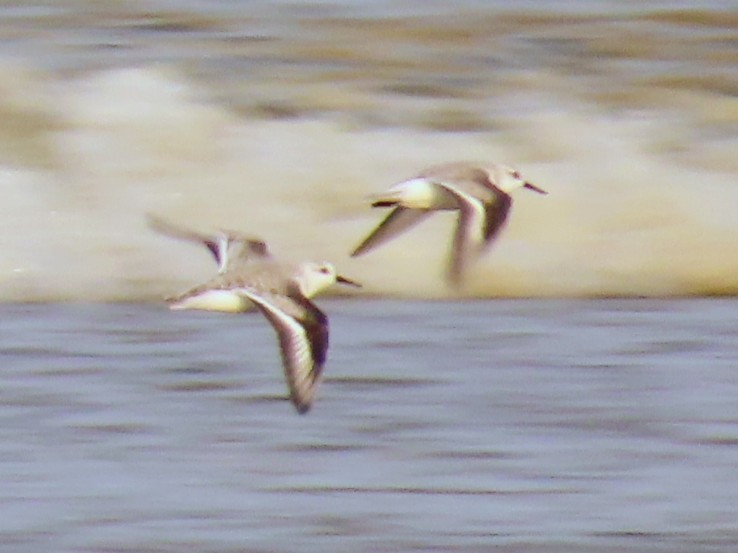 Txirri zuria - ML644973847