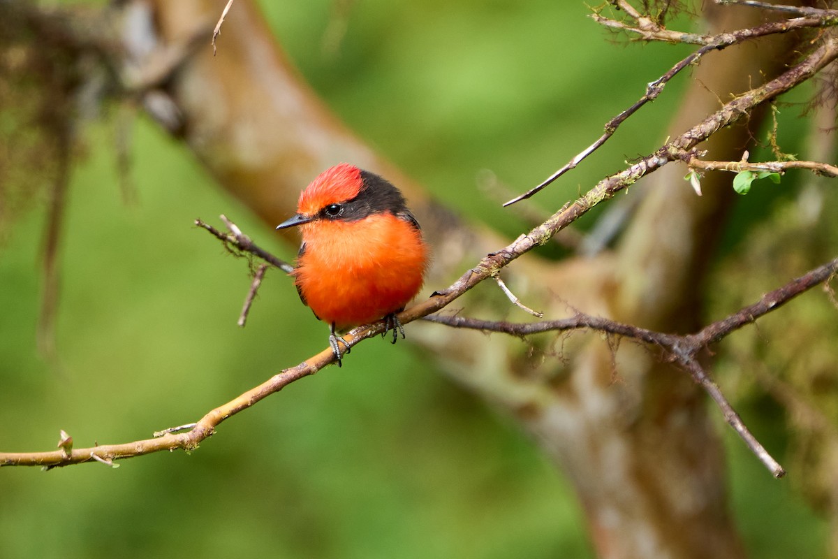 Brujo Flycatcher (Galapagos) - ML644973852