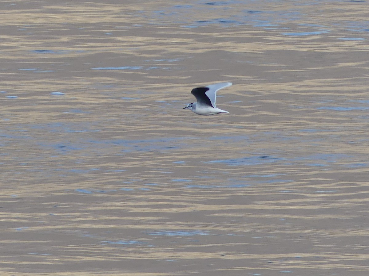Little Gull - ML644973857