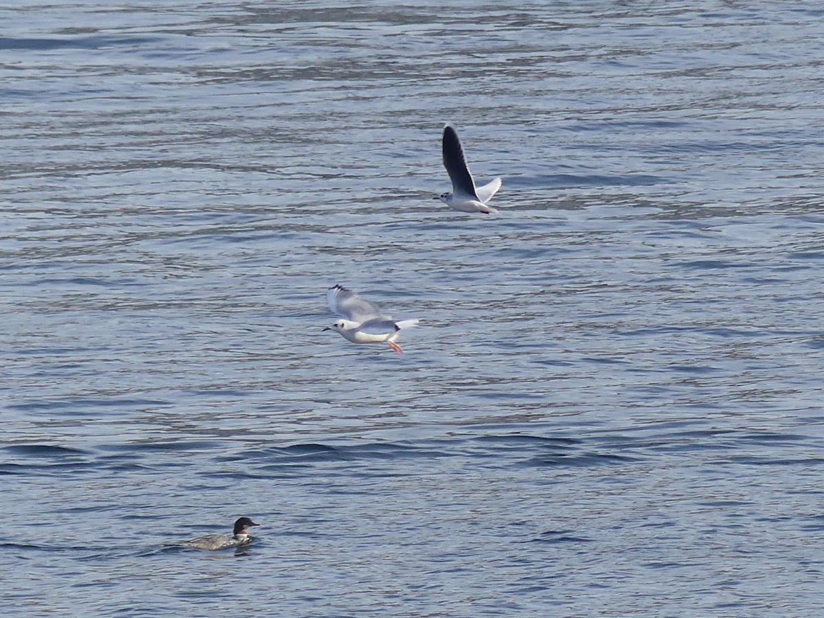 Little Gull - ML644973858
