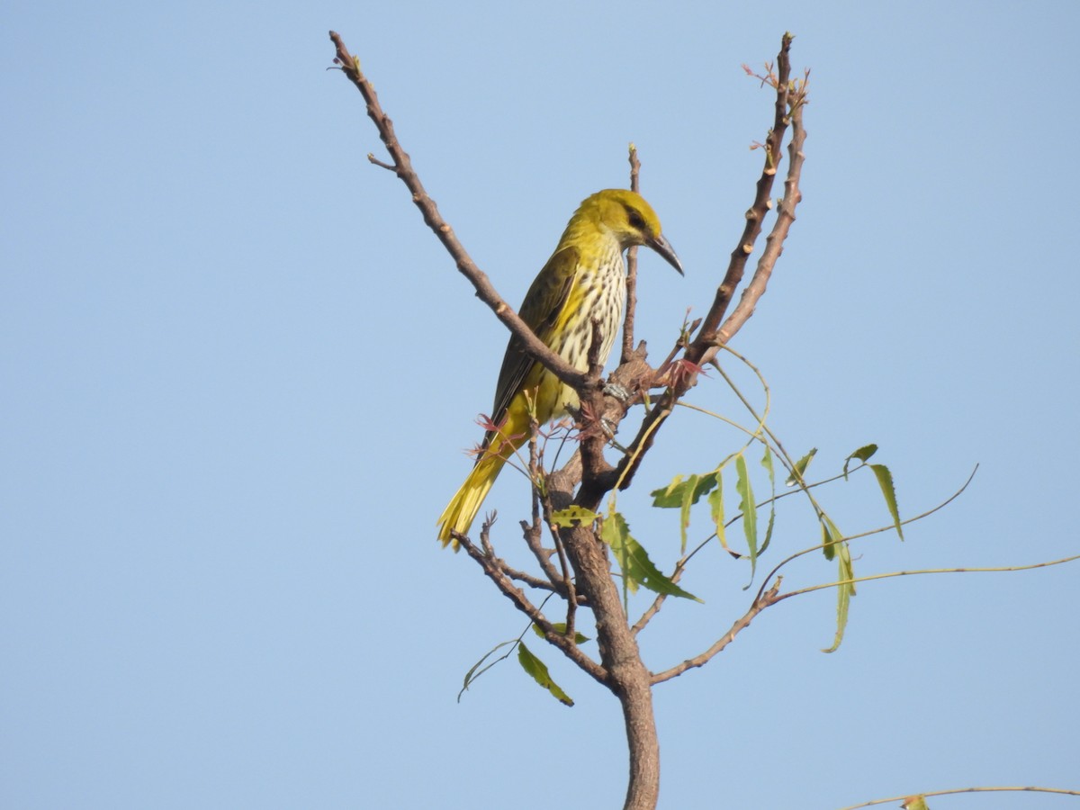 Indian Golden Oriole - ML644973863