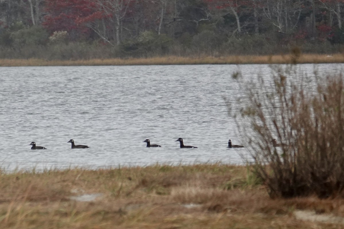 White-winged Scoter - ML644973864
