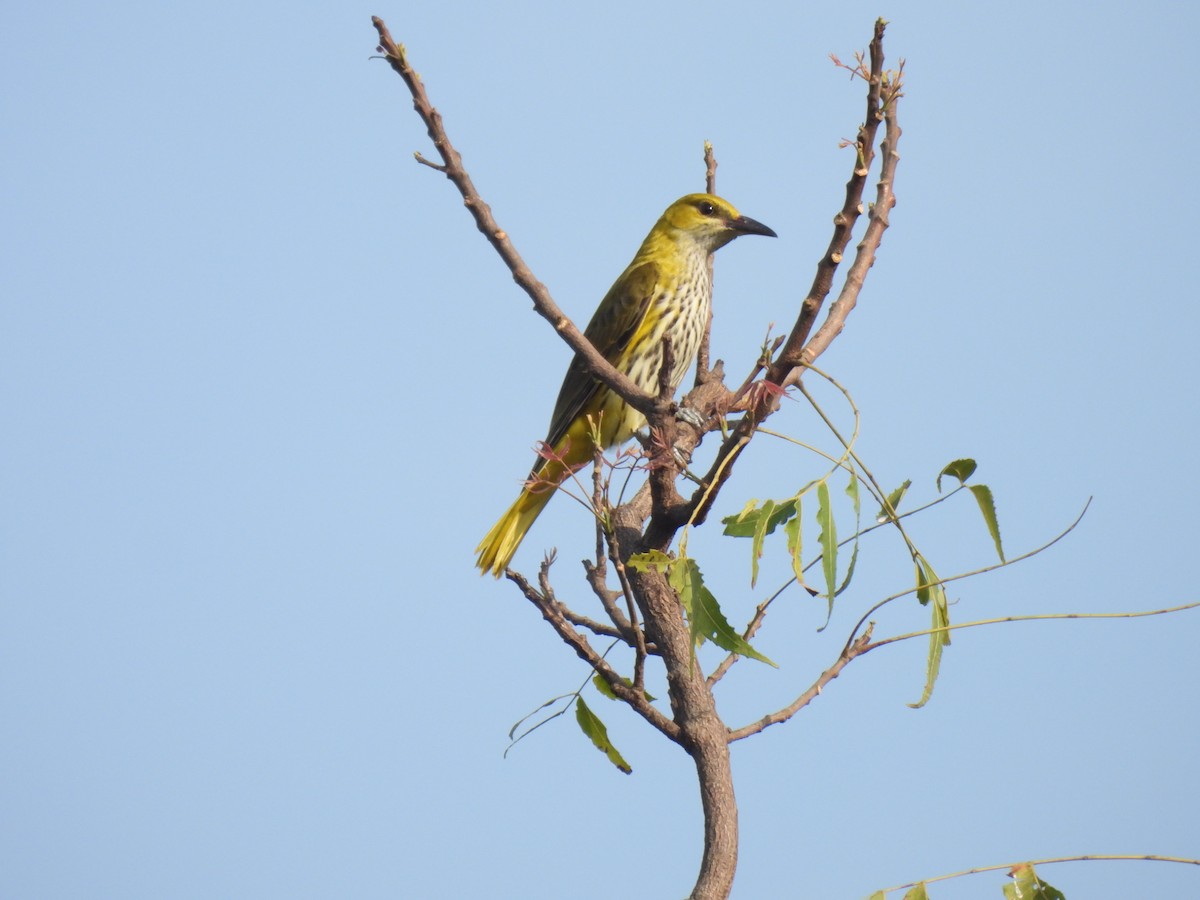 Indian Golden Oriole - ML644973865