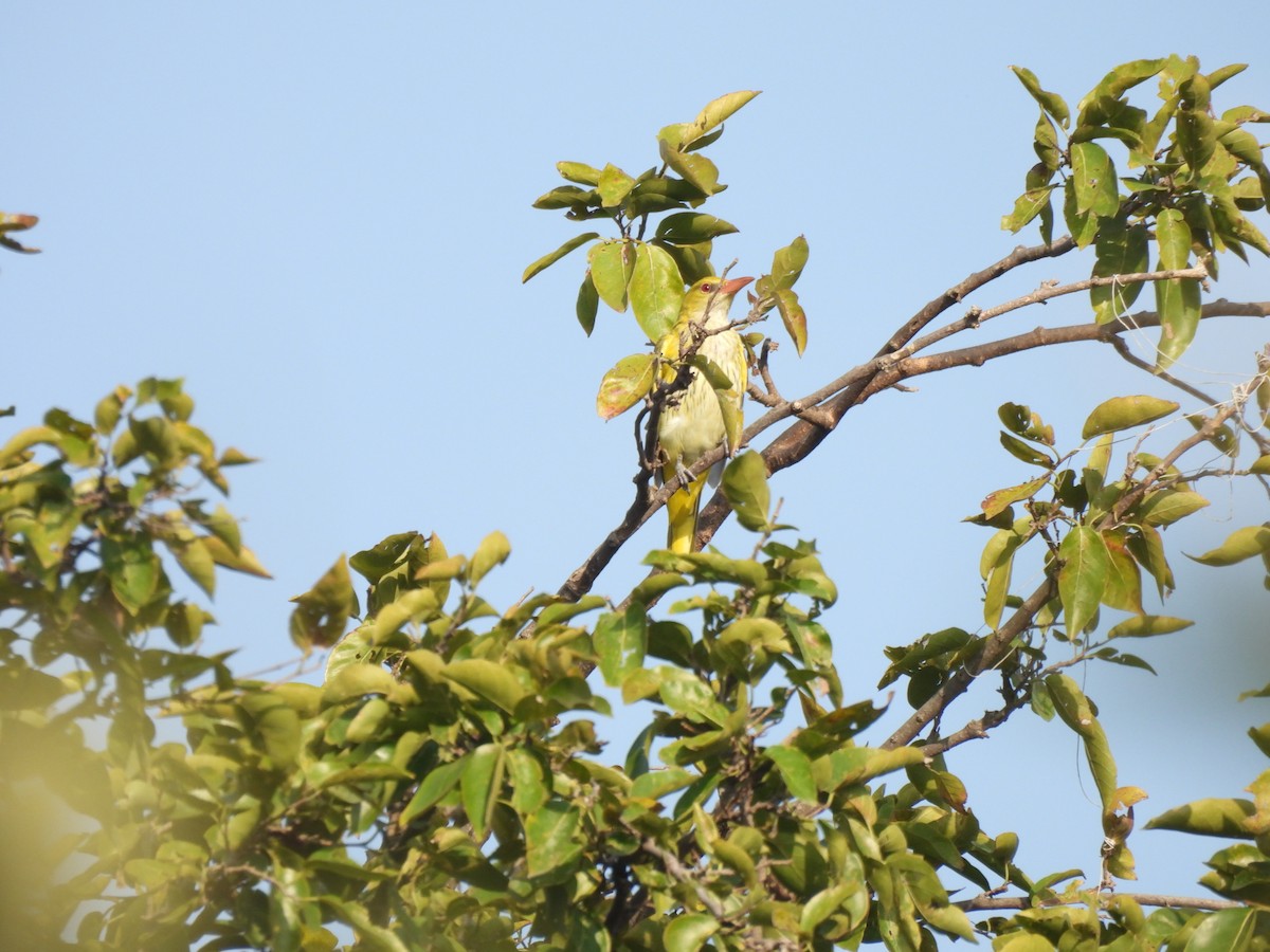 Indian Golden Oriole - ML644973874