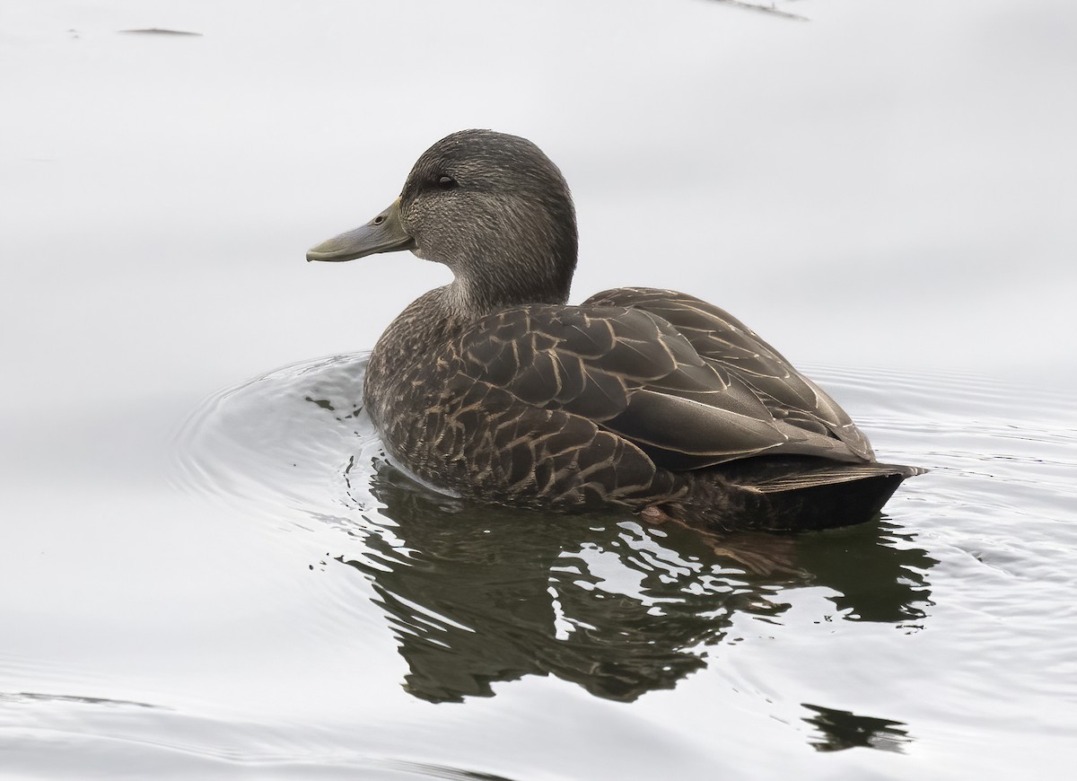 American Black Duck - ML644973886