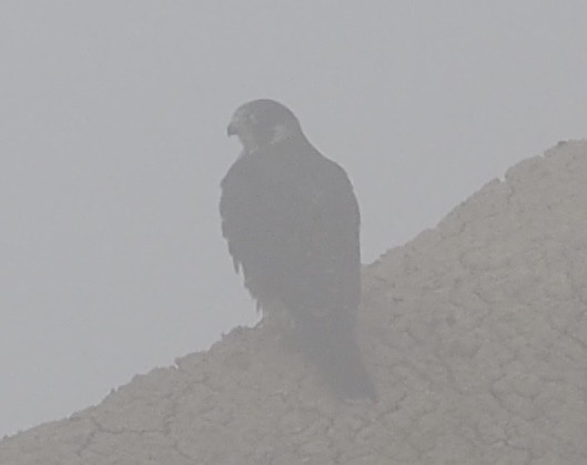 sokol stěhovavý - ML644973895