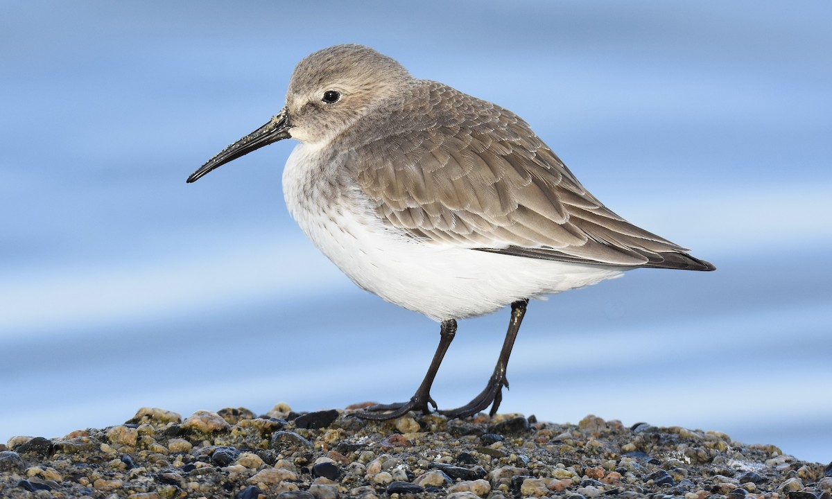 Dunlin - ML644973897