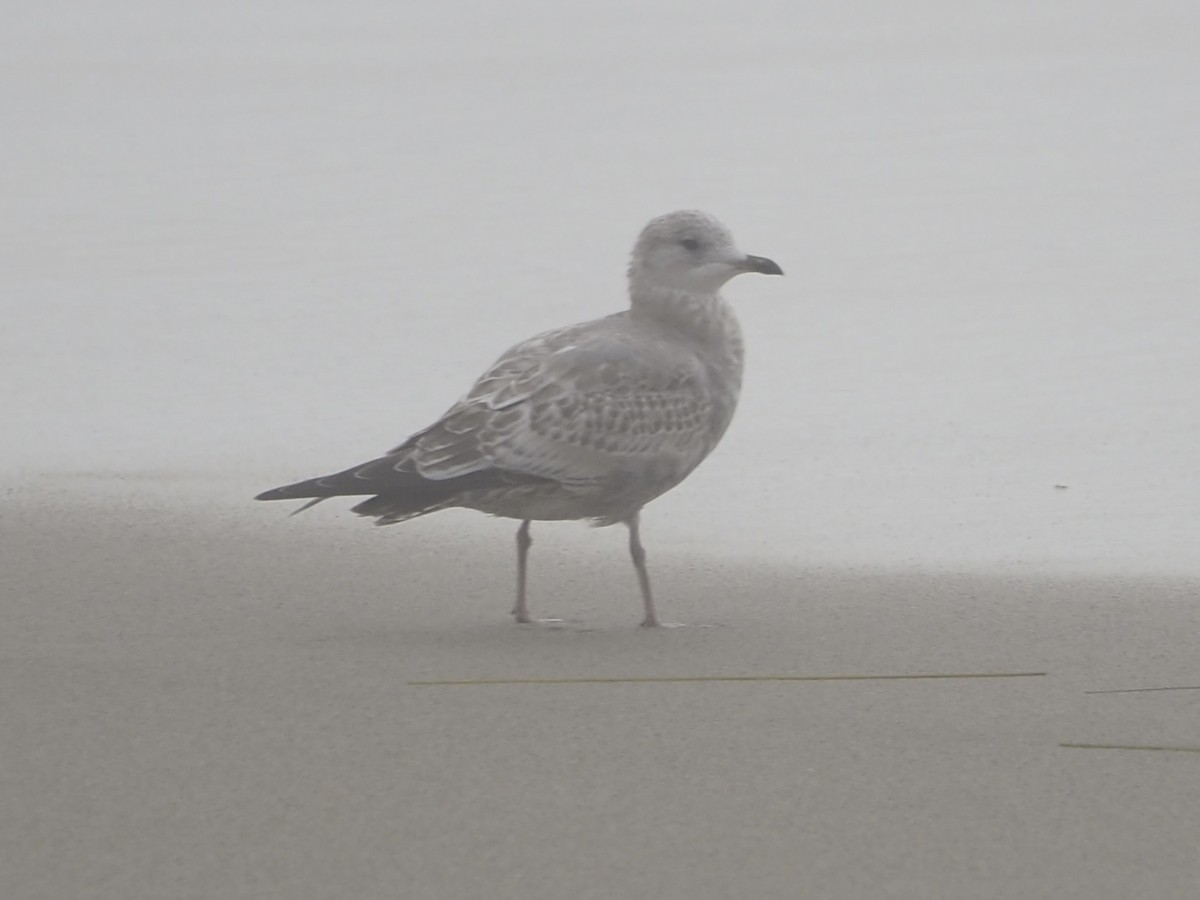 racek aljašský - ML644973912