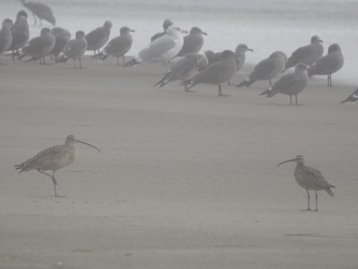 koliha hudsonská - ML644973930