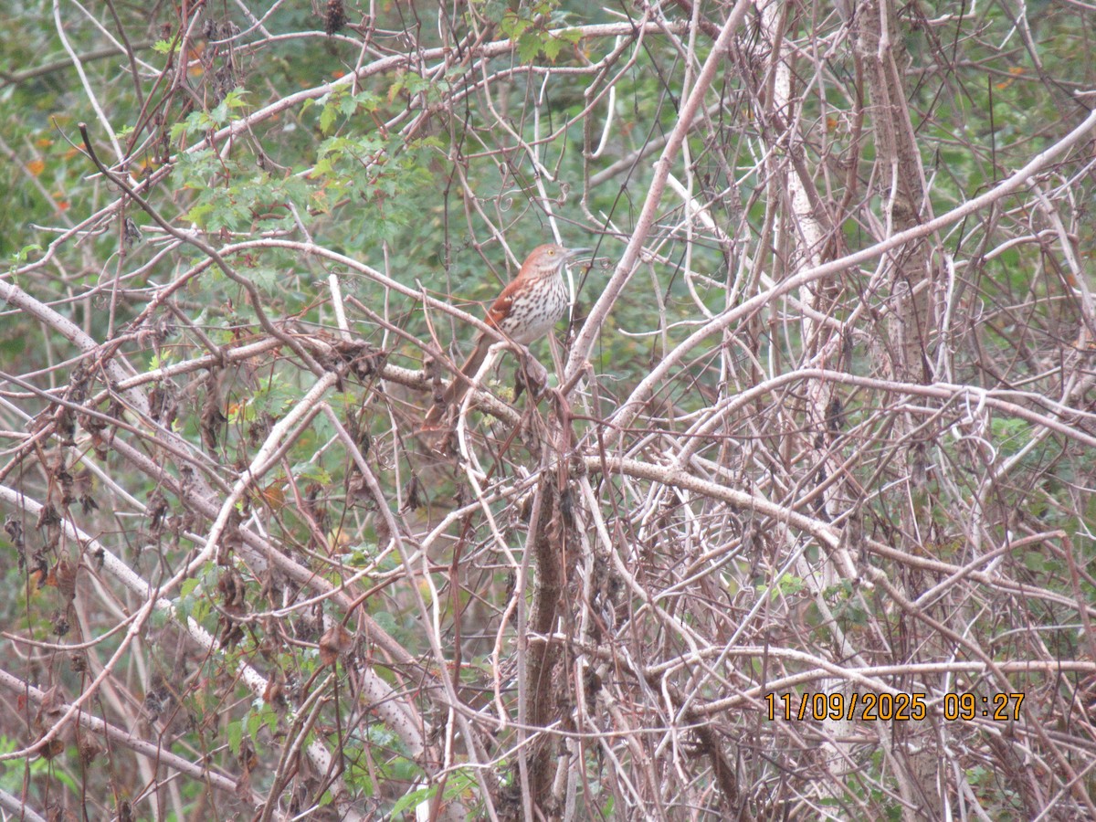 Brown Thrasher - ML644973935