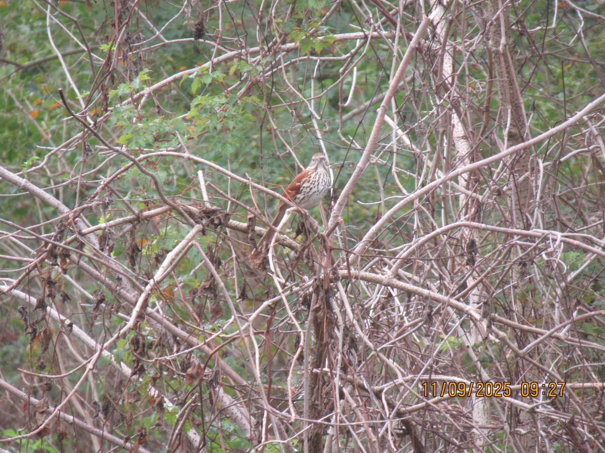 Brown Thrasher - ML644973936
