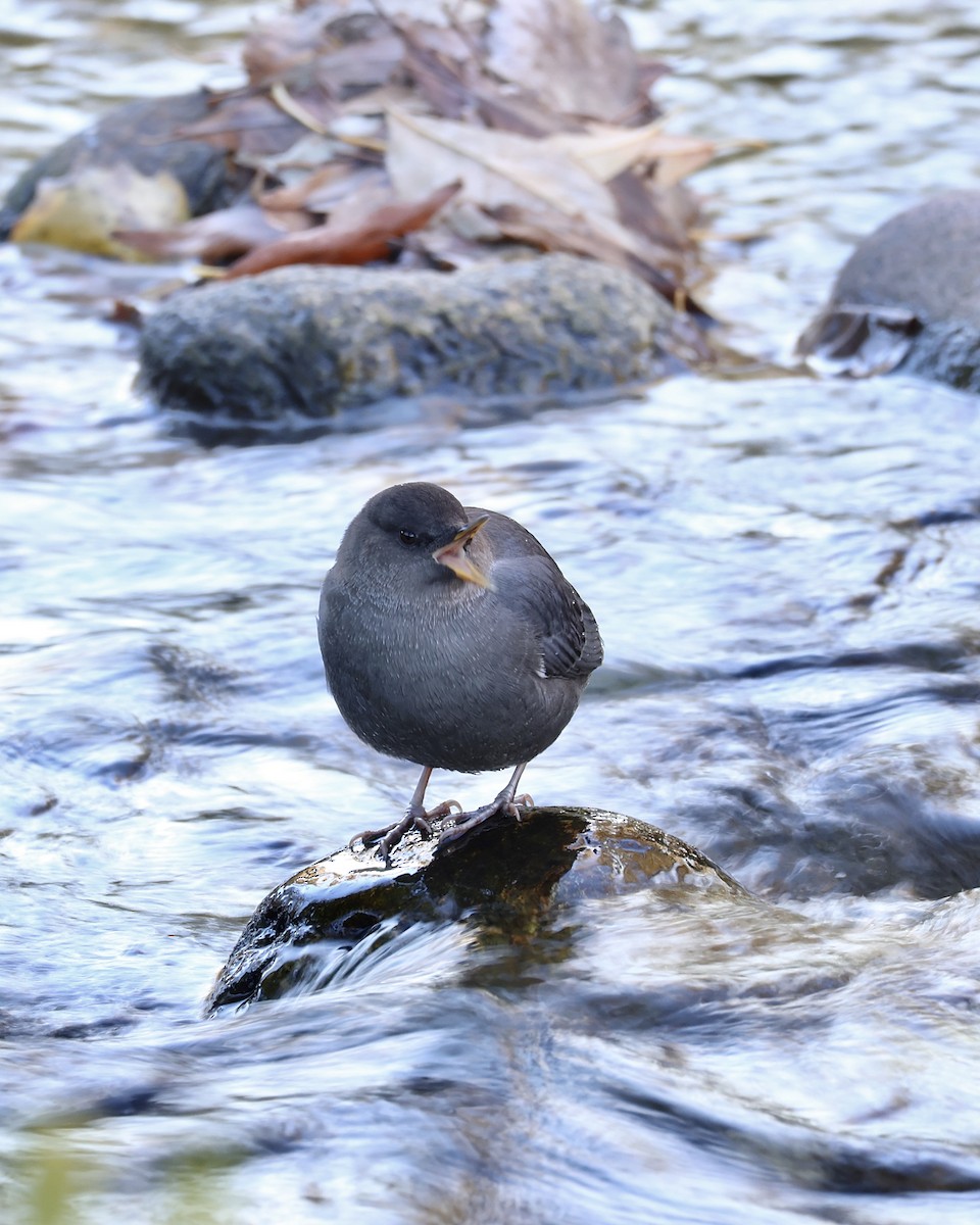 American Dipper - ML644973937