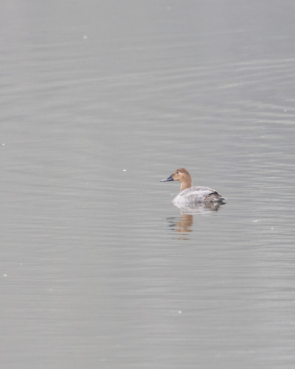 Murgilari bizkarzuria - ML644973943