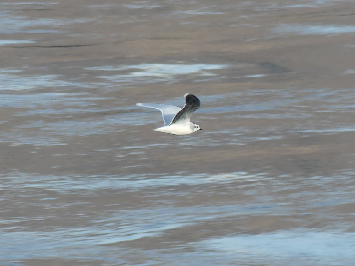 Little Gull - ML644973944