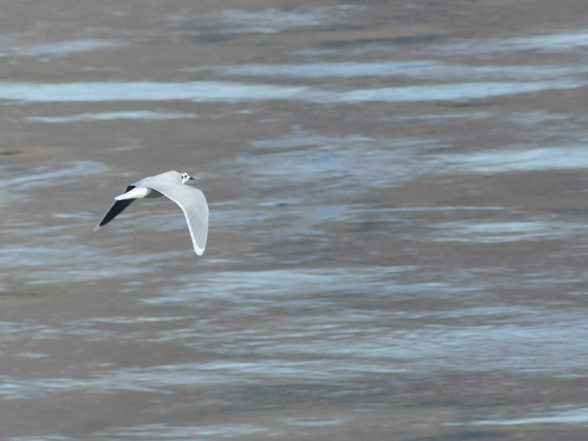 Little Gull - ML644973946