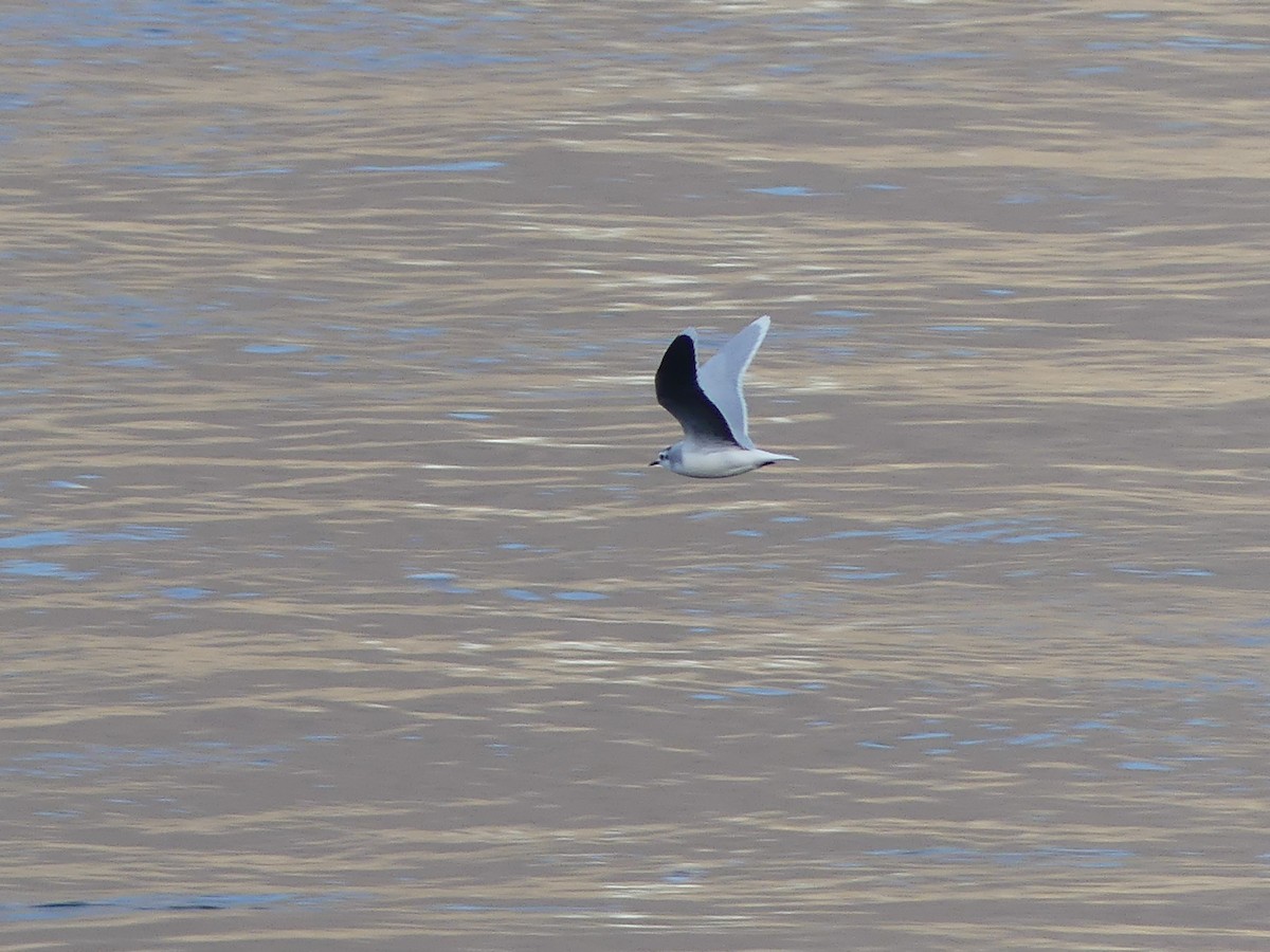 Little Gull - ML644973947