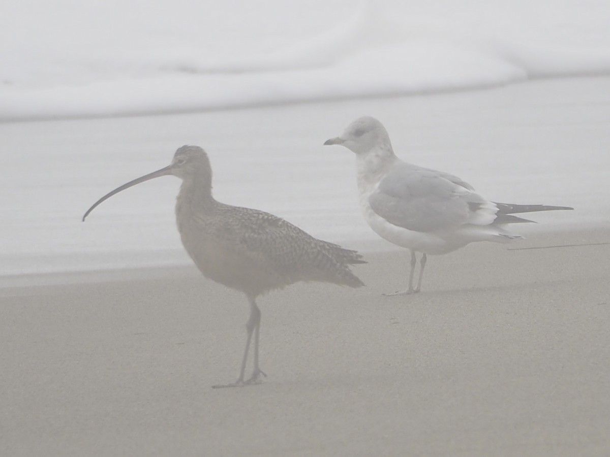 koliha americká - ML644973950