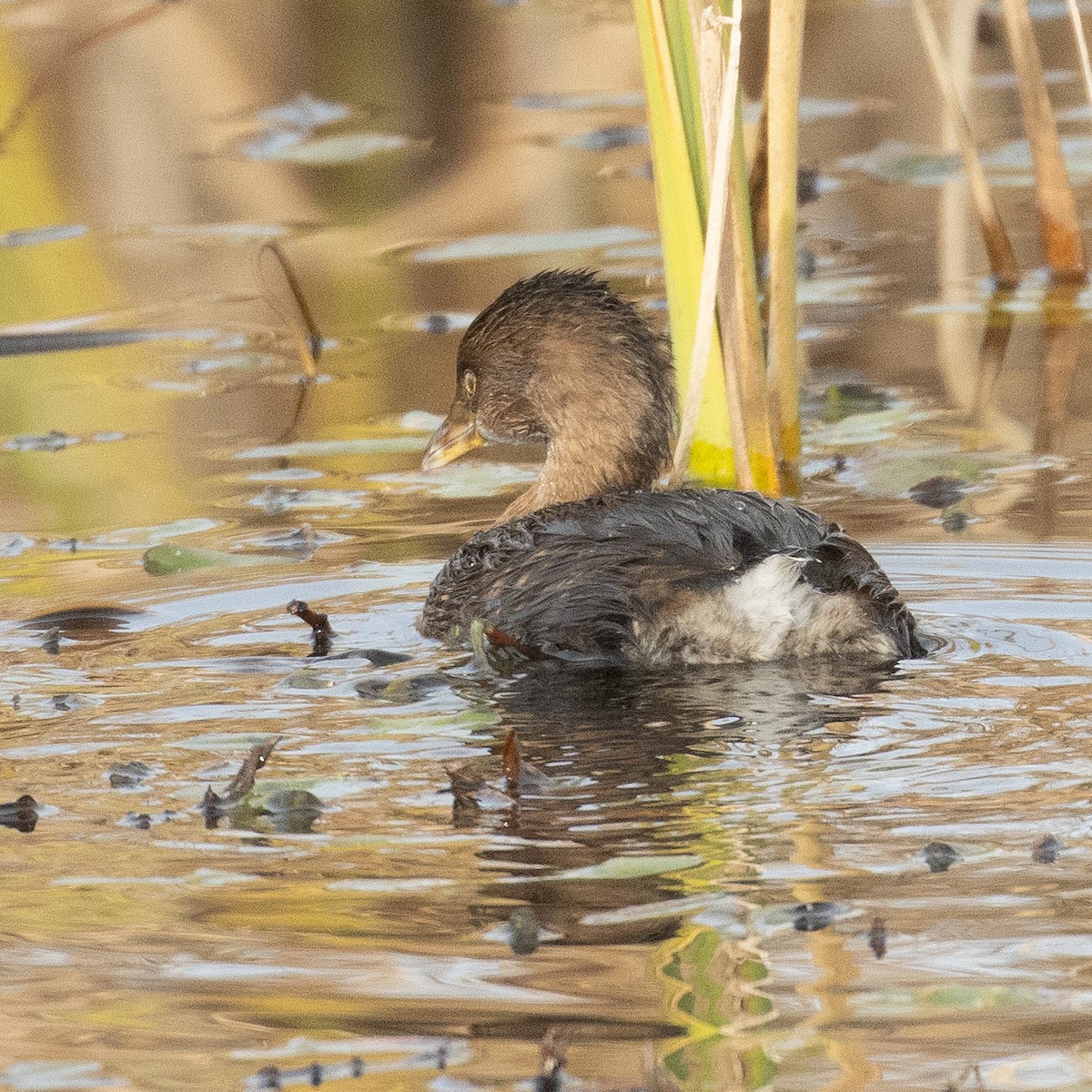 Pied-billed Grebe - ML644973952