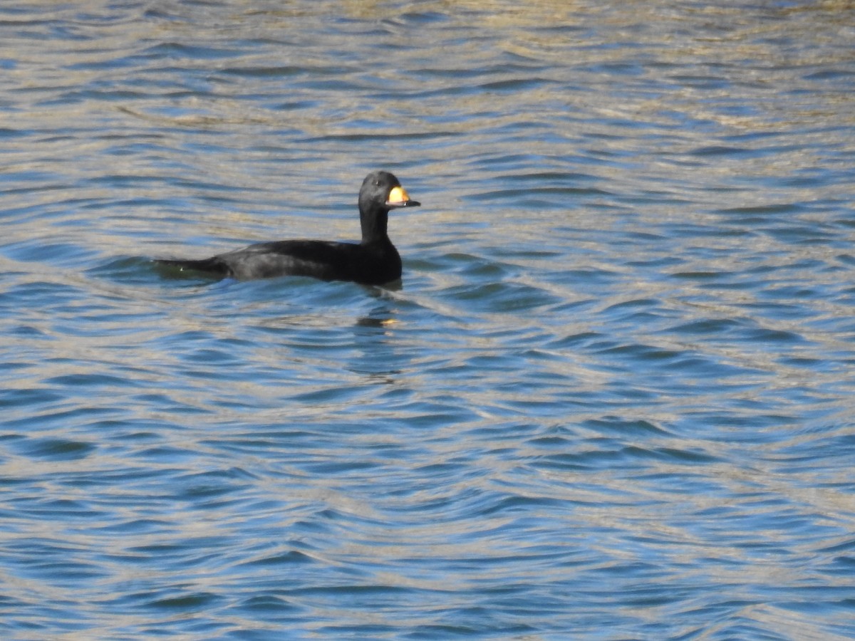 Black Scoter - ML644973966