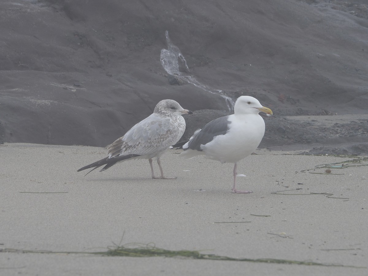 racek kroužkozobý - ML644973971