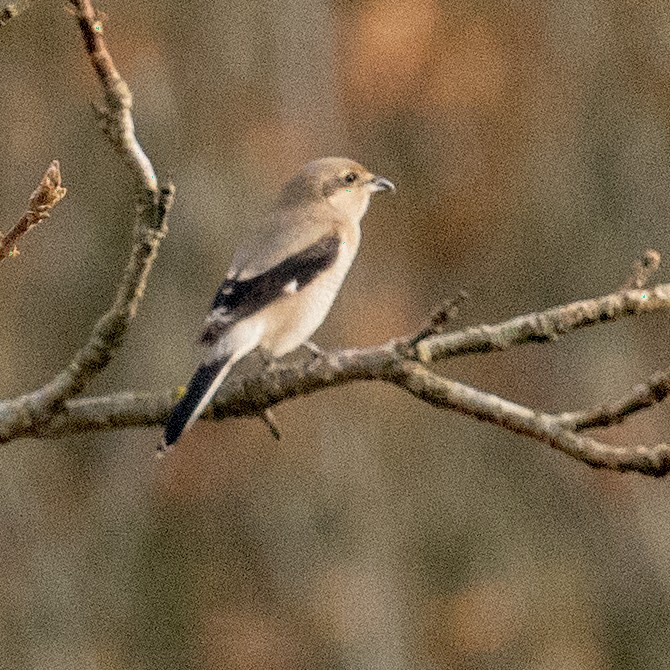 Northern Shrike - ML644973976