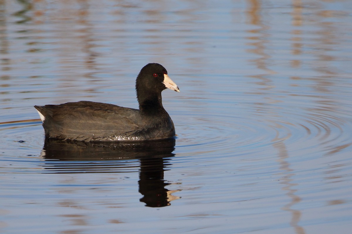 Focha Americana - ML644973993