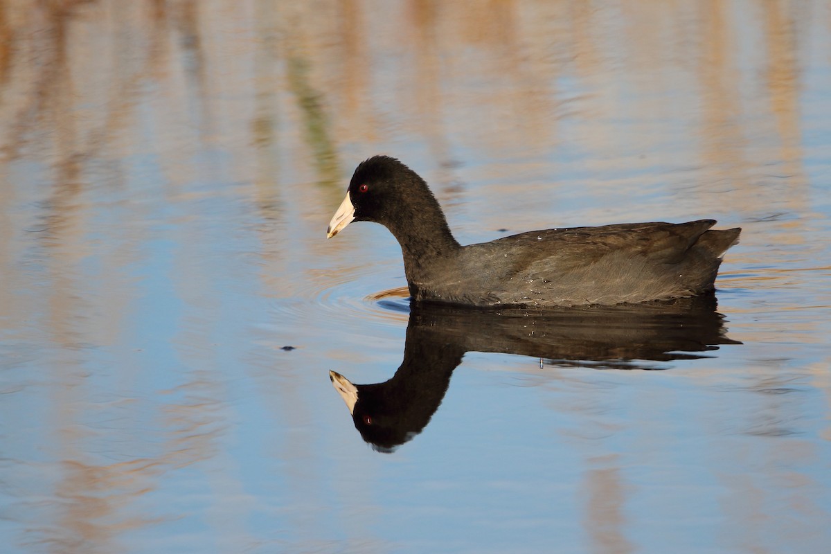 Focha Americana - ML644973995