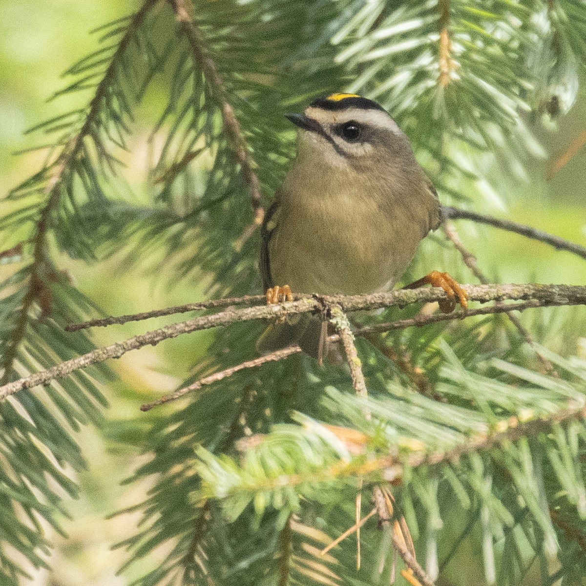 Golden-crowned Kinglet - ML644973997