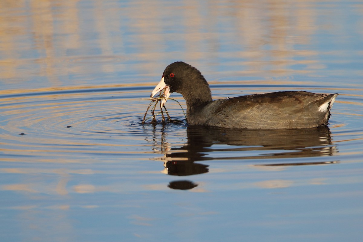 Focha Americana - ML644974000