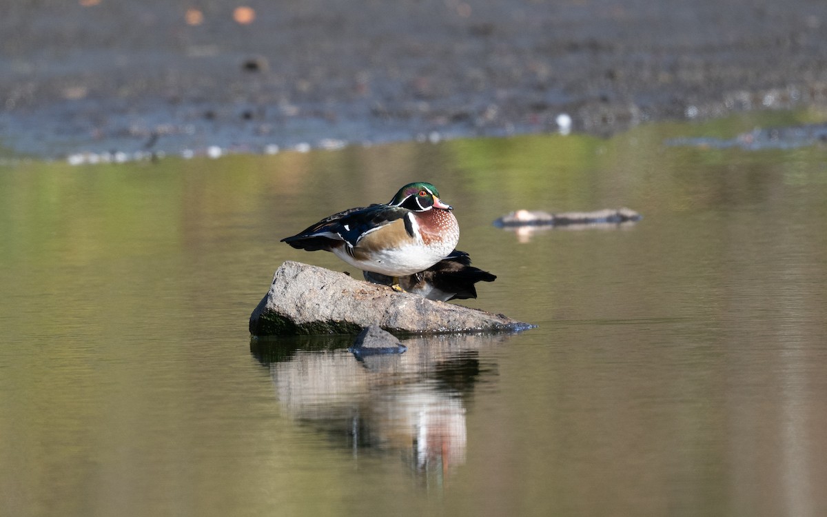 Anatra sposa - ML644974004