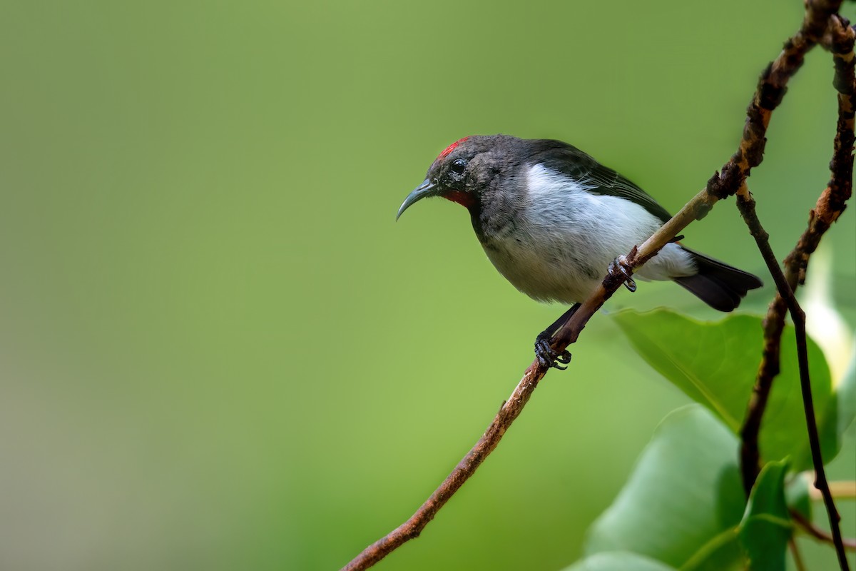 Black-breasted Myzomela - ML644974011