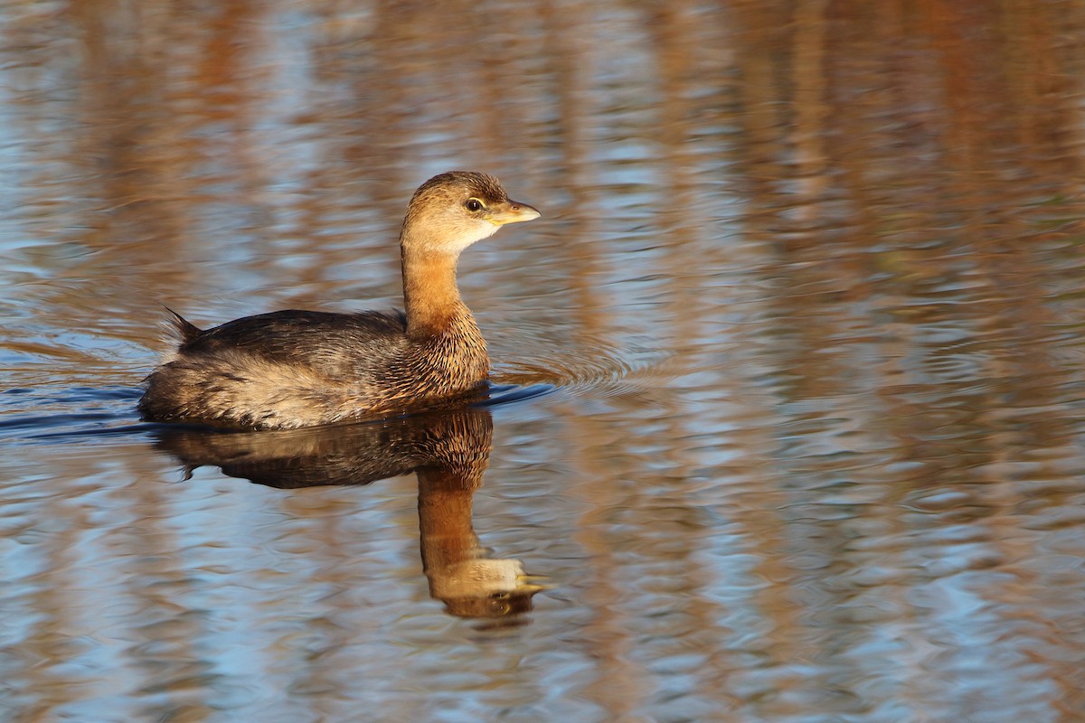 Pied-billed Grebe - ML644974012