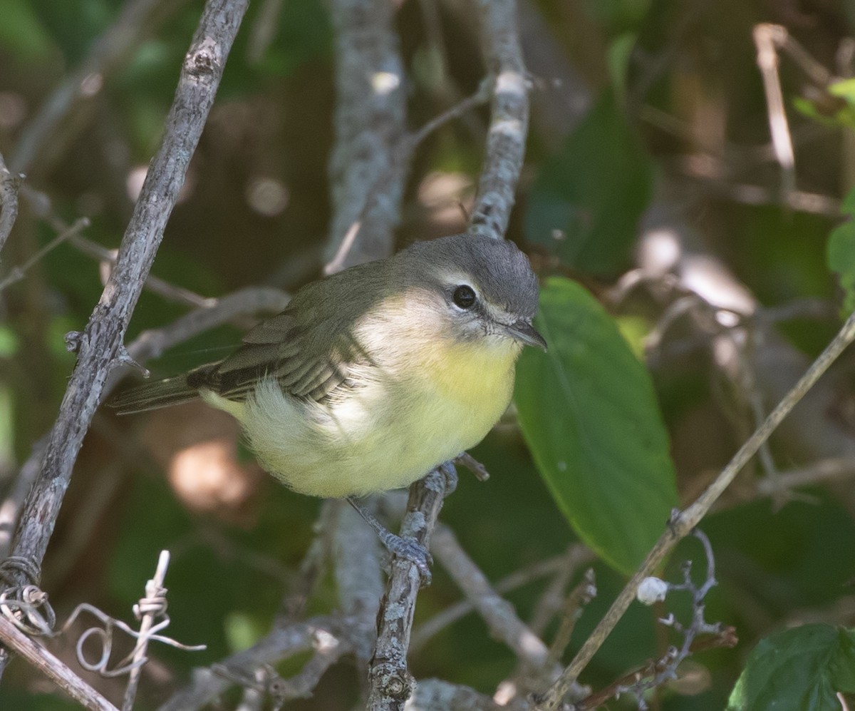 Philadelphia Vireo - ML644974014
