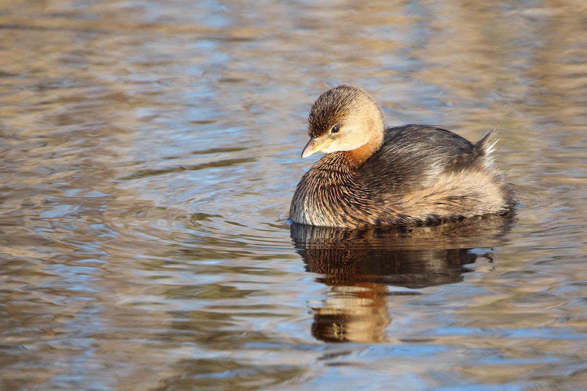 Pied-billed Grebe - ML644974020
