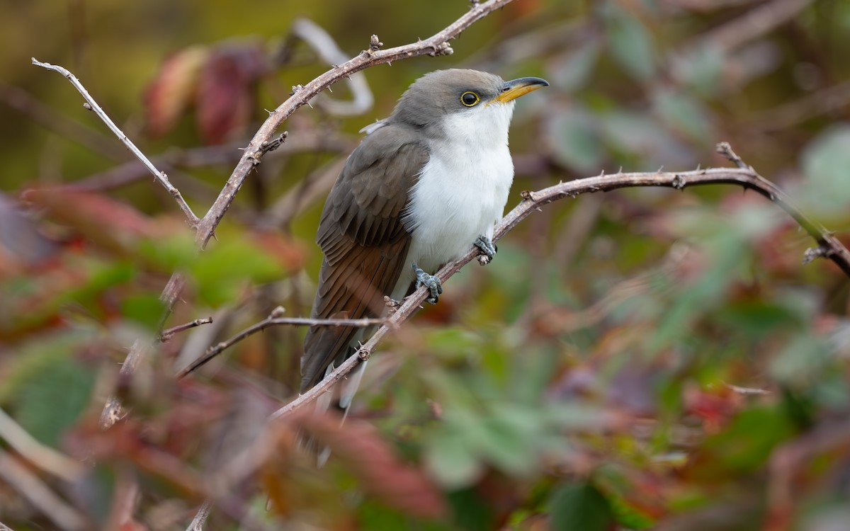 Yellow-billed Cuckoo - ML644974048