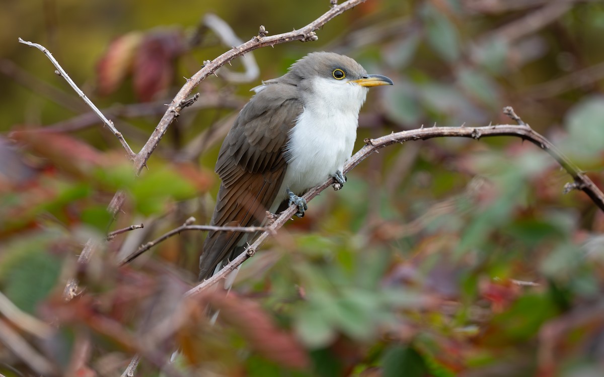 Yellow-billed Cuckoo - ML644974049