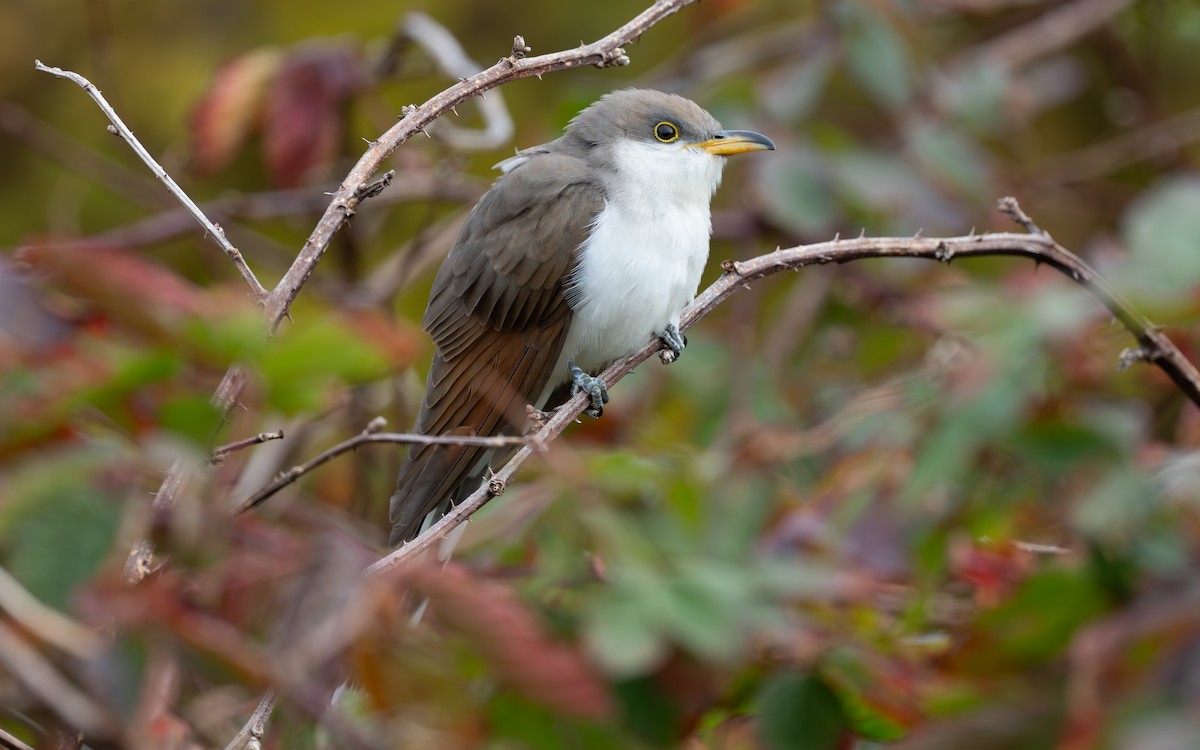 Yellow-billed Cuckoo - ML644974050