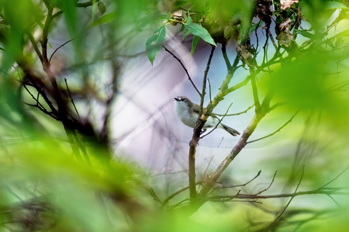 Plain Gerygone - ML644974059