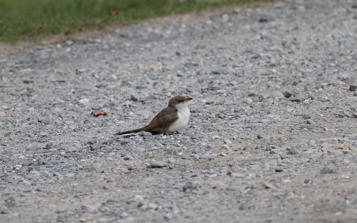 Yellow-billed Cuckoo - ML644974064