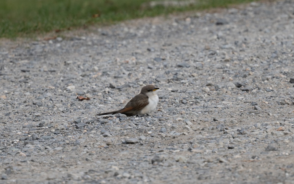 Yellow-billed Cuckoo - ML644974065