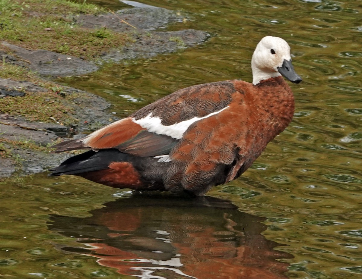 Tarro Maorí - ML644974072