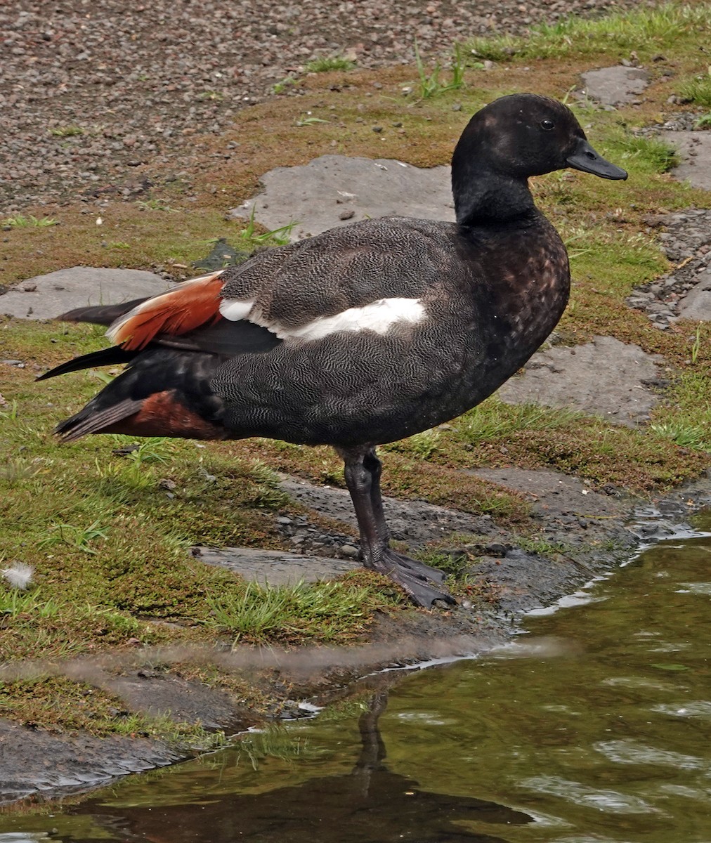 Tarro Maorí - ML644974073