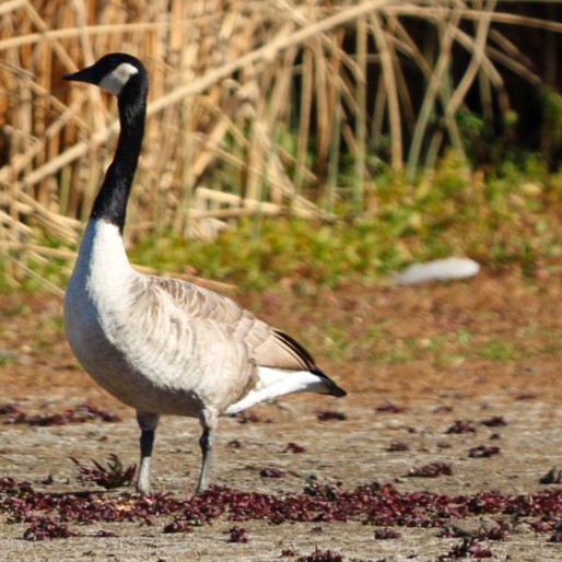 Bernache du Canada - ML644974076