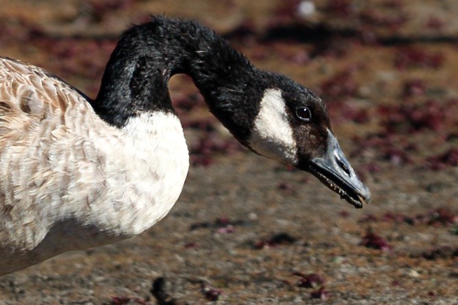 Bernache du Canada - ML644974078