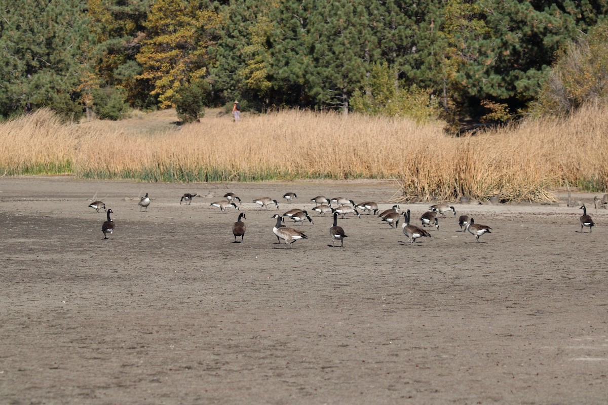 Bernache du Canada - ML644974079