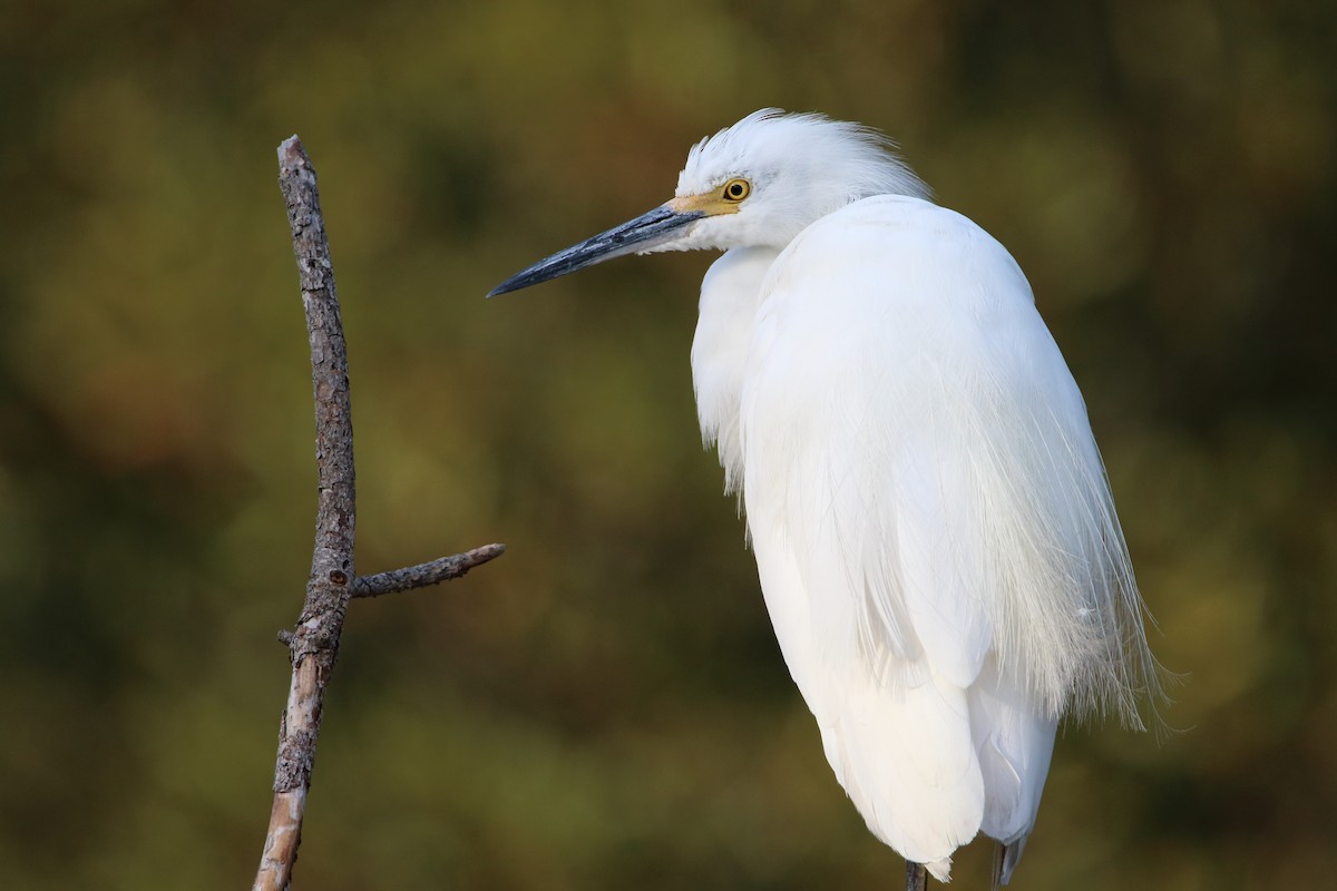 Snowy Egret - ML644974097